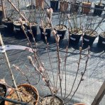 Muchovník jelšolistý (Amelanchier alnifolia) ´SASKATOON BERRY ´®- výška 40-60 cm, kont C4L - VIACKMENNÝ